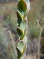 Image of Leucadendron concavum I. Williams