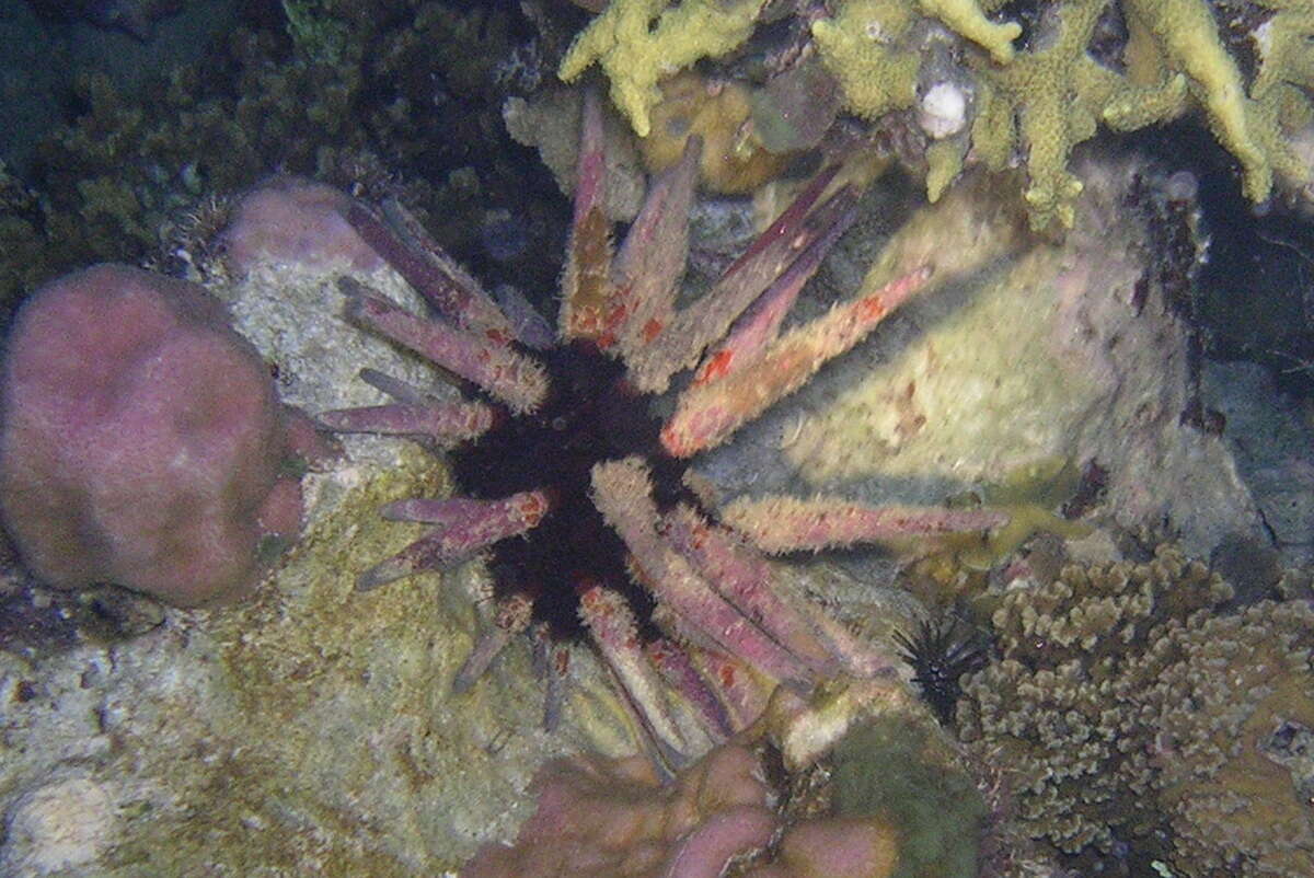 Image of Imperial urchin