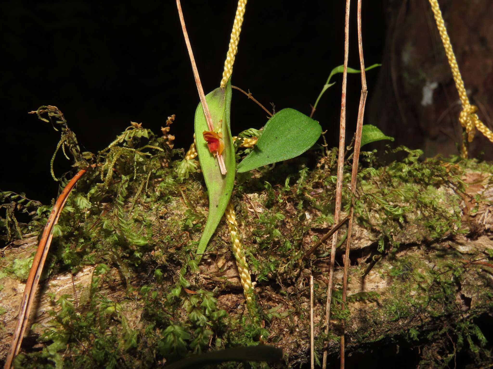 Image of Lepanthes saccata Luer & R. Escobar