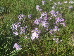 Dontostemon integrifolius (L.) Ledeb.的圖片