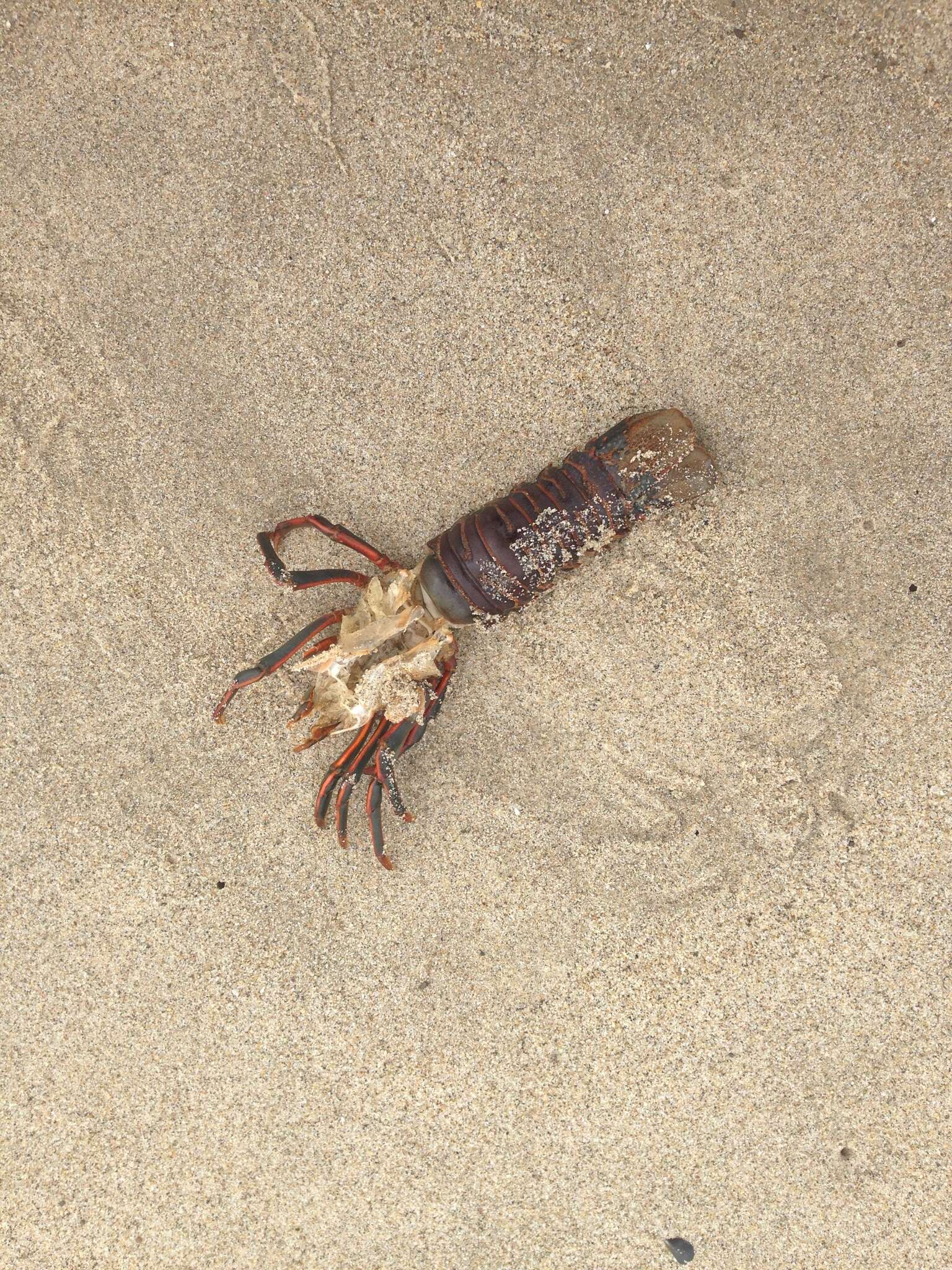 Image of California Spiny Lobster