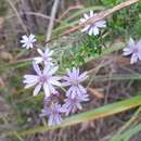 Image of Olearia asterotricha subsp. asterotricha