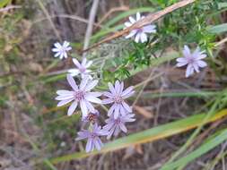 Olearia asterotricha subsp. asterotricha resmi