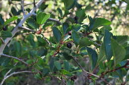 Image of black hawthorn