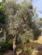 Image of European olive