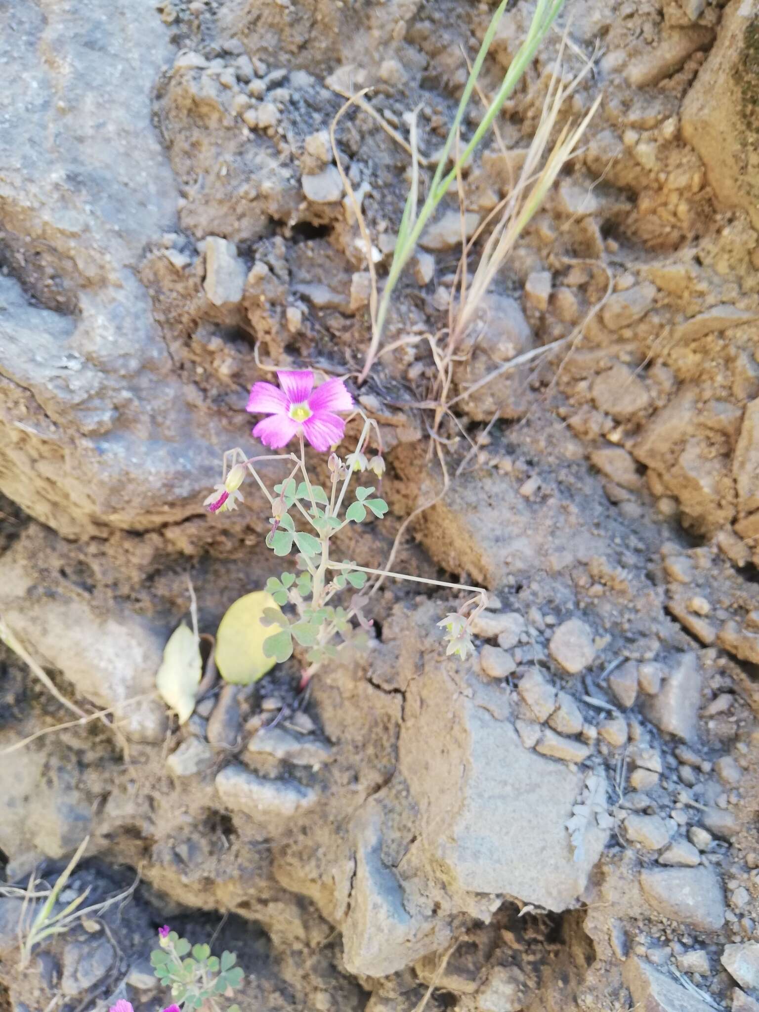 Imagem de Oxalis rosea Jacq.