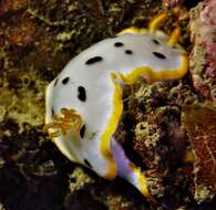 Image de Chromodoris orientalis Rudman 1983