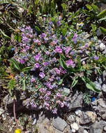 Image de Astragalus kentrophyta var. tegetarius (S. Wats.) R. D. Dorn