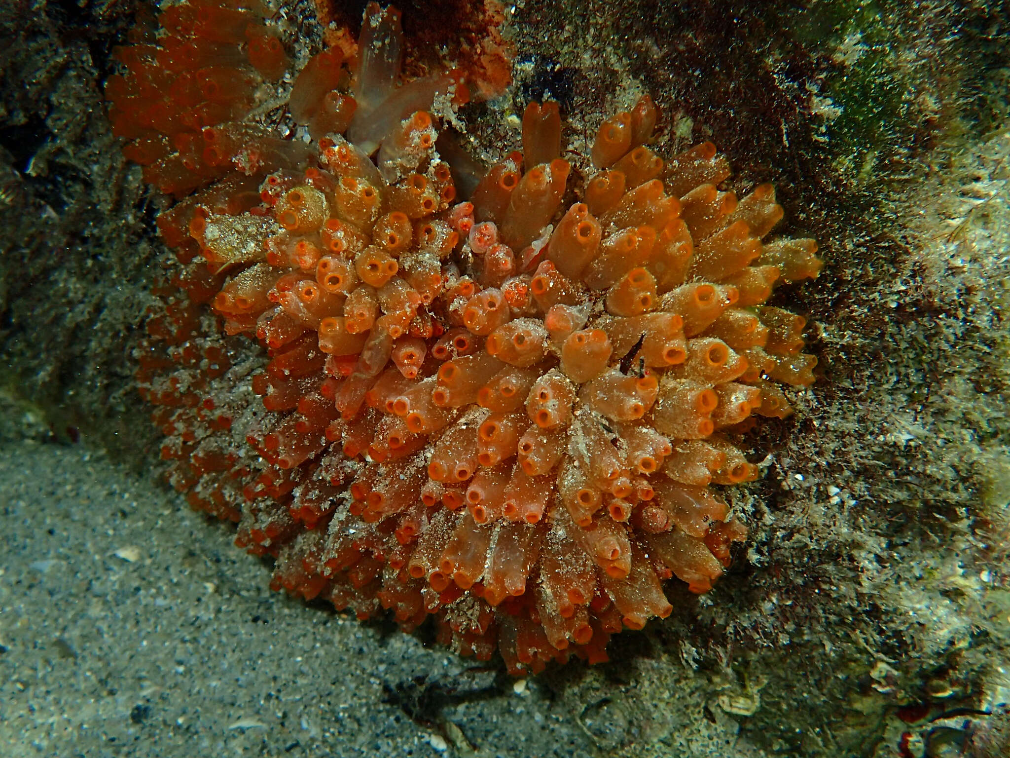 Image of Ecteinascidia turbinata Herdman 1880