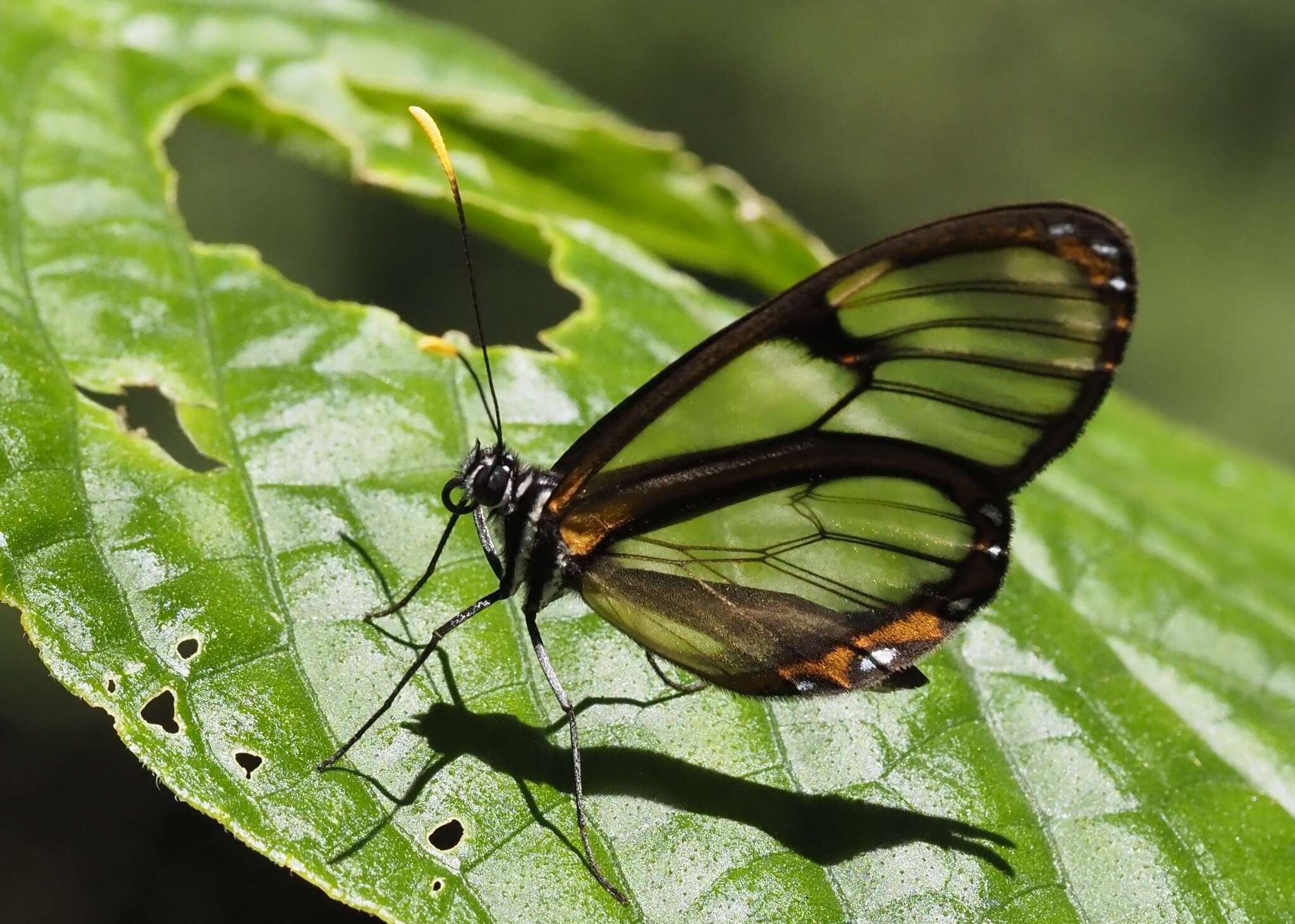 Imagem de <i>Pteronymia ozia tanampaya</i>