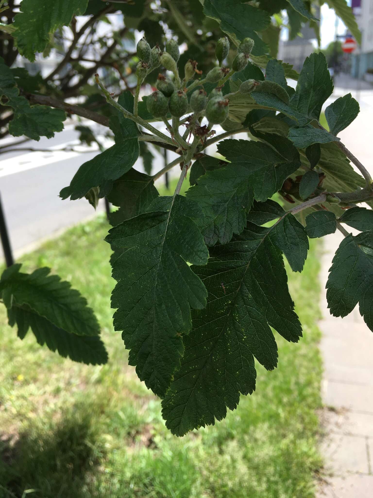 Image de <i>Scandosorbus intermedia</i> (Ehrhart) Sennikov