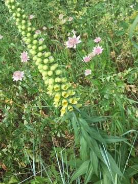 Imagem de Digitalis ferruginea L.