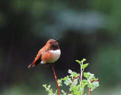 Image de Colibri roux