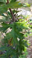 Image of Grevillea ramosissima Meissn.