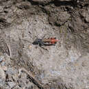 Image de Chorthippus (Glyptobothrus) cialancensis Nadig 1986