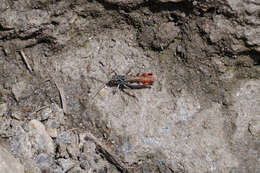 Image de Chorthippus (Glyptobothrus) cialancensis Nadig 1986