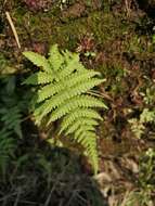 Image de Coryphopteris castanea (Tagawa) Y. Hang Chang, Ebihara & L. Y. Kuo