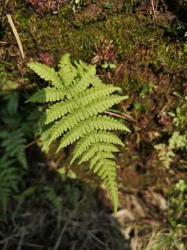 Image de Coryphopteris castanea (Tagawa) Y. Hang Chang, Ebihara & L. Y. Kuo