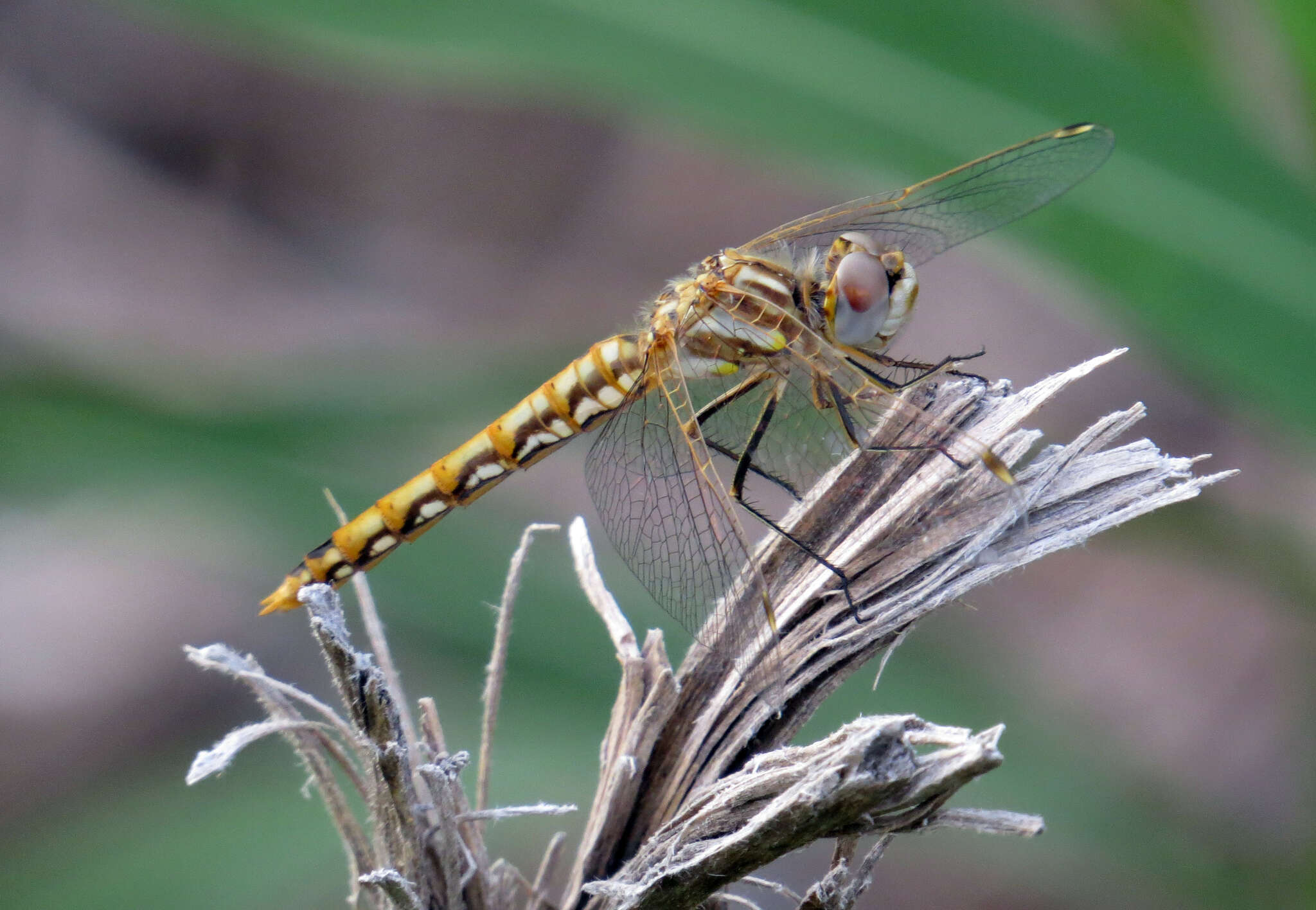 Image of Variegated Meadowhawk