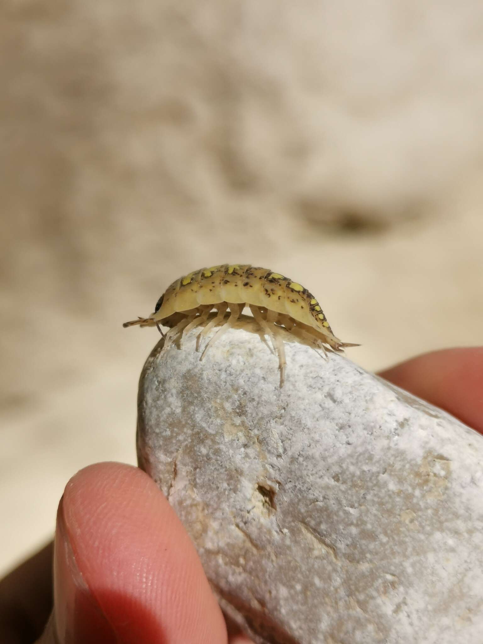 Image of Porcellio spinipennis Budde-Lund 1885