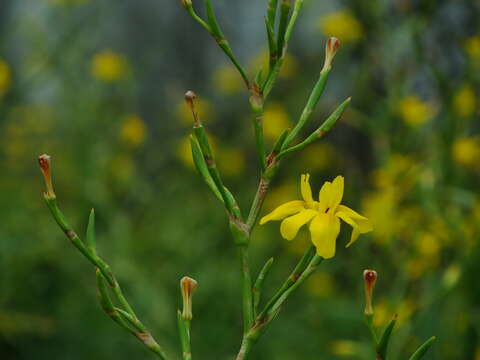 Image of Moraea ramosissima (L. fil.) Druce