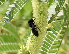 Image de Megachile maxillosa Guérin-Méneville 1845