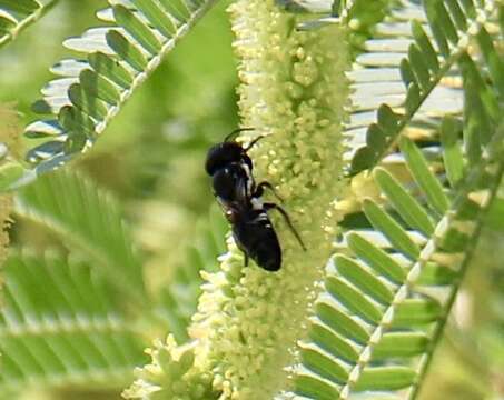 Megachile maxillosa Guérin-Méneville 1845的圖片