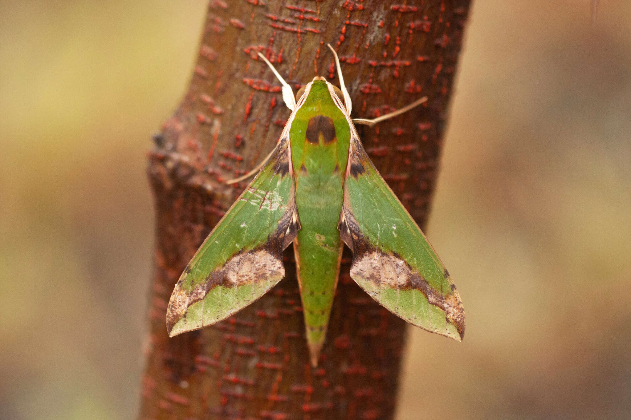 Image of Xylophanes chiron nechus (Cramer 1777)