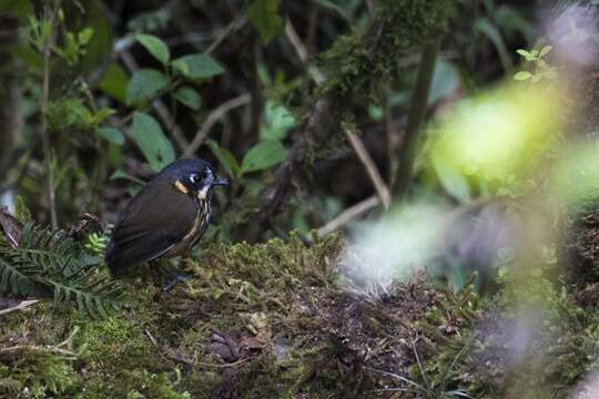 Image of Crescent-chested antpitta