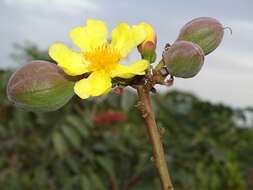 Imagem de Cochlospermum planchonii Hook. fil. ex Planch.