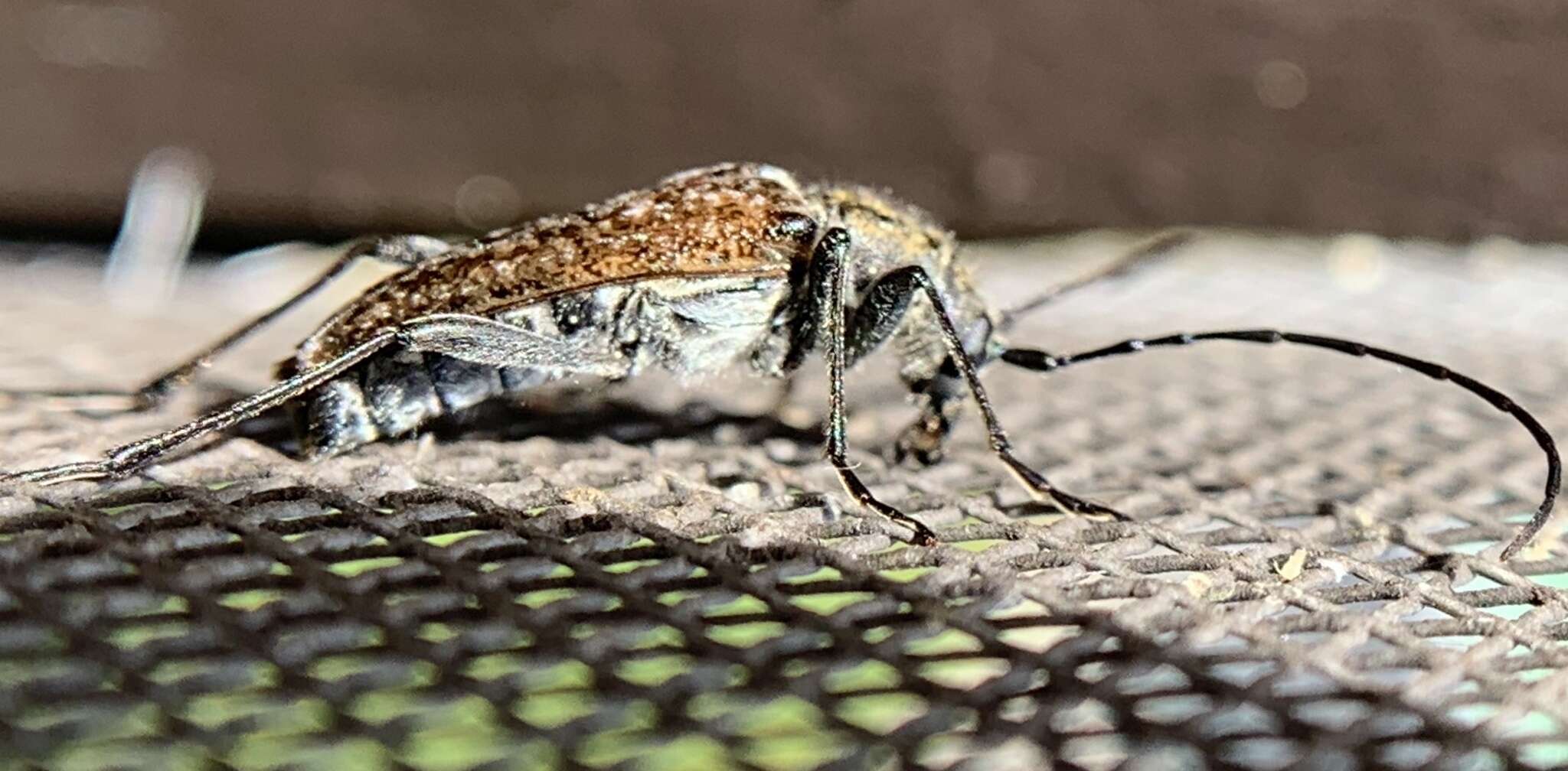 Image of Mottled Longhorned Beetle