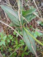 Pleroma aegopogon (Naud.) Triana resmi