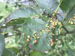 Image de Eriophyes laevis