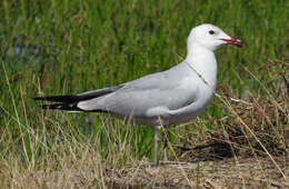 Image of Audouin's Gull
