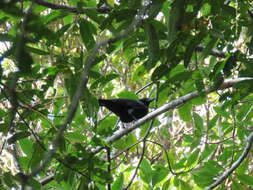 Image of New Caledonian Crow