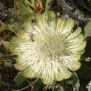 Image of Protea caffra subsp. nyasae (Rendle) Chisumpa & Brummitt