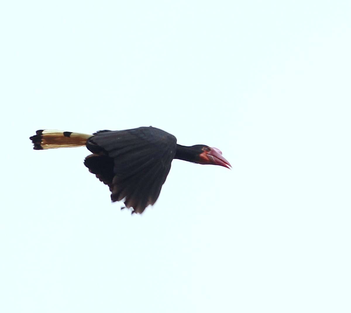 Image of Writhed Hornbill