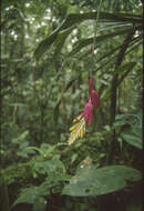 Image of Aechmea contracta (Mart. ex Schult. & Schult. fil.) Baker