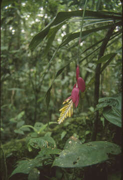 Image of Aechmea contracta (Mart. ex Schult. & Schult. fil.) Baker