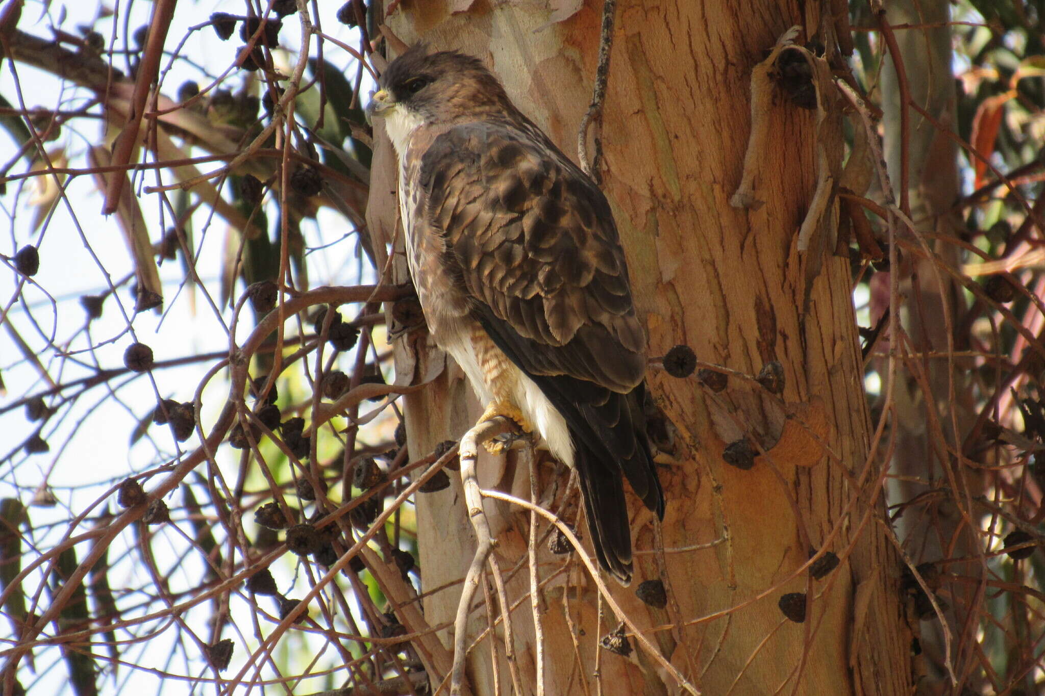 Imagem de Buteo albigula Philippi 1899