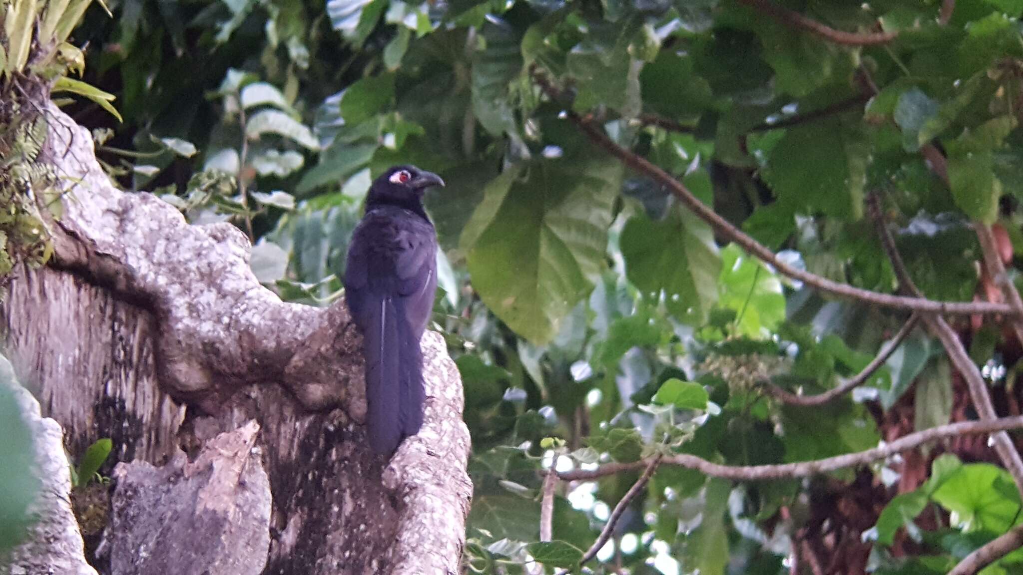 Image of Violaceous Coucal