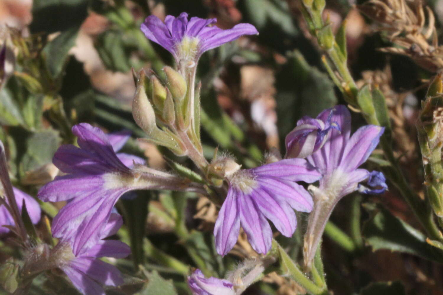 Imagem de Scaevola parvibarbata R. C. Carolin