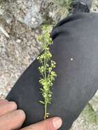 Imagem de Galium multiflorum Kellogg