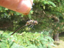 Image of Delicate Emerald