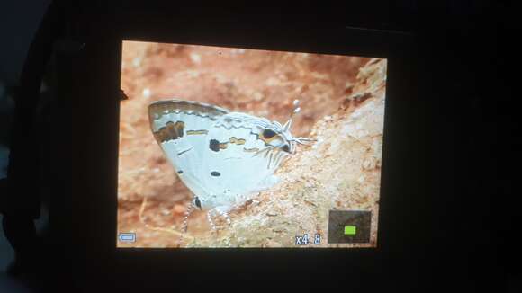 Image of Hypolycaena othona