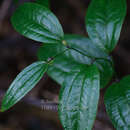 Image of Smilax aberrans Gagnep.
