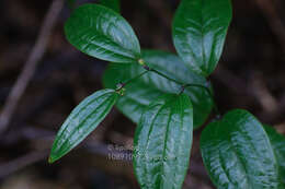 Image de Smilax aberrans Gagnep.