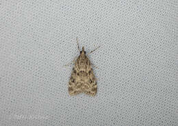 Eudonia truncicolella Stainton 1849的圖片