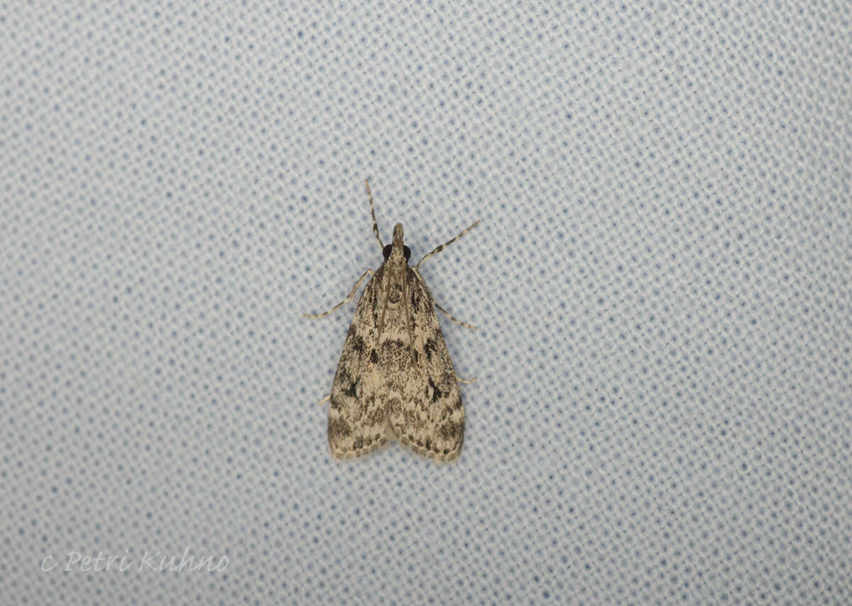 Eudonia truncicolella Stainton 1849的圖片