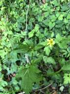 Image de Ranunculus silerifolius H. Lév.